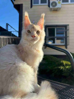 Lovely kitten for adoption