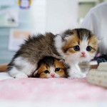 This lovely 🥰 kittens 🐱 are available tomorrow just inbox me right now for more information right away