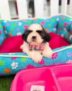 Shih tzu puppy for Adoption