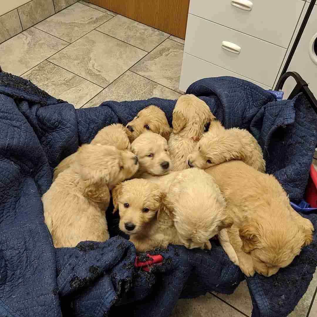 Golden retriever puppies for adoption