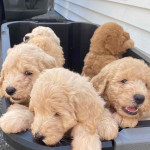 Golden doodle puppies for rehoming