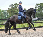 I Am Selling Friesian Mare and Gelding