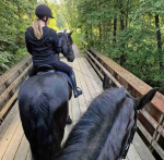 I Am Selling Friesian Mare and Gelding