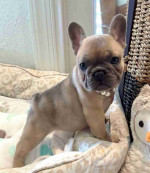 CUTE AND ADORABLE AKC REG FRENCH BULLDOG PUPPIES FOR SALE