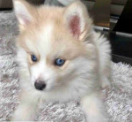 Beautiful Pomsky puppies available to loving homes