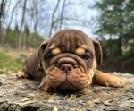 🏡🐾 Adorable English Bulldog puppies ready to join loving families! 💕 Vet-checked, healthy, and full of cuddles. Message me for more info! 🐶❤️