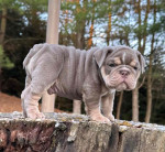 🏡🐾 Adorable English Bulldog puppies ready to join loving families! 💕 Vet-checked, healthy, and full of cuddles. Message me for more info! 🐶❤️