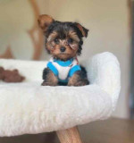 “Heaven-sent, paw-approved! 🐾 These lovely pups 🐶 are ready to bring joy 🏡 and love 💕 into your home 🏠. Don’t miss out on a perfect match! 🐾”