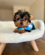 “Heaven-sent, paw-approved! 🐾 These lovely pups 🐶 are ready to bring joy 🏡 and love 💕 into your home 🏠. Don’t miss out on a perfect match! 🐾”