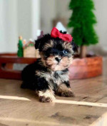 “Heaven-sent, paw-approved! 🐾 These lovely pups 🐶 are ready to bring joy 🏡 and love 💕 into your home 🏠. Don’t miss out on a perfect match! 🐾”