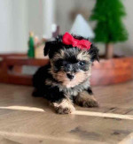 “Heaven-sent, paw-approved! 🐾 These lovely pups 🐶 are ready to bring joy 🏡 and love 💕 into your home 🏠. Don’t miss out on a perfect match! 🐾”