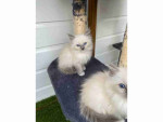 READY TO GO! Pure Ragdoll kittens ready to leave now