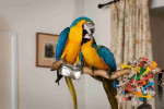 Hand Reared and Well Tamed Macaw Parrots Available