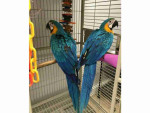 Hand Reared and Well Tamed Macaw Parrots Available