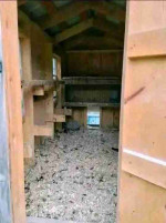 CHICKEN COOP AND HENS FOR SALE