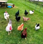 CHICKEN COOP AND HENS FOR SALE