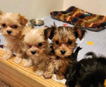 FREE PUPPIES@ they are yorkies mixed with love!! We can't keep 5 puppies sadly.. so they are in need of good homes!!. Only rehoming fee please dm me