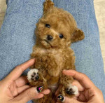 "Teacup Poodle Babies - Sweet & Lovable Companions"