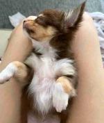Chihuahua puppies for adoption