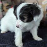 Papillon lover’s