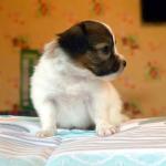 Papillon lover’s