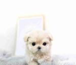 Teacup maltese