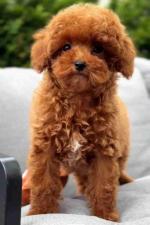 Black poodle puppy available for adoption