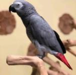African Grey Parrots