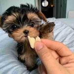 Great loving and charming puppies yorkie