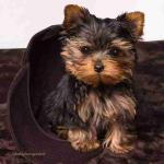 Yorkie breed puppies available for sale