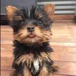 Small yorkie puppies are sold male and female