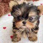 Yorkie dog drinks for sale at a good price