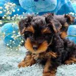 Yorkshire toy terrier available for sale baby puppy