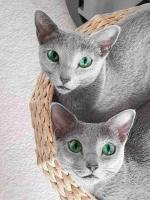 Beautiful male and female Russian blue cat available now