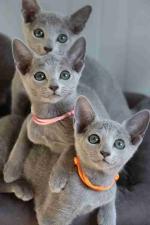 Beautiful male and female Russian blue cat available now