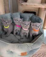 AKC male and female Russian blue cats for sale
