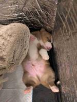 Corgi Puppies!